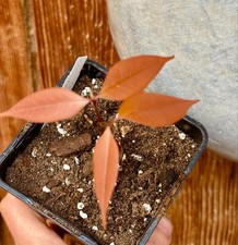 Litchi chinensis var gebraucht kaufen  Wilsdruff