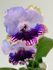 blooming houseplant for sale  Summerville