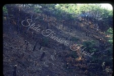 clearing tree for sale clearing tree for sale Prairie Village