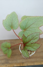 Begonia pollux plant for sale  Lexington
