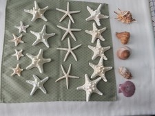 Lot assorted seashells for sale  Hampton