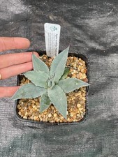 Agave ovatifolia whales for sale  ASHFORD