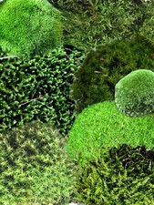 Live moss variety d'occasion  Expédié en Belgium