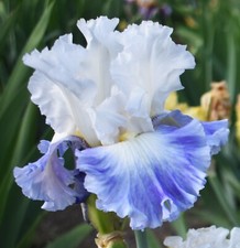 Anchor bay iris for sale  Ahsahka