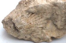 Steine muschelabdruck fossilie gebraucht kaufen  Kelheim