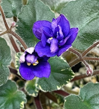 African violet plant for sale  Southmont
