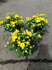 Yellow chrysanthemum 10.5 for sale  LARGS