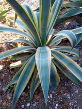 Agave weberi arizona usato  Bisceglie