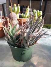 Aloe blue elf for sale  La Mirada