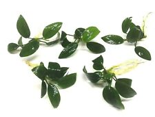 Anubias nana petite for sale  PLYMOUTH