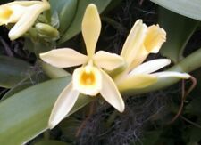 Vanilla planifolia vanilla for sale  Marianna