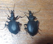 Coleoptera carabidae femele usato  Roma