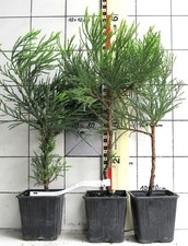 Sequoiadendron giganteum immer gebraucht kaufen  Bad Bergzabern