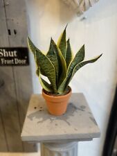 Sansevieria golden snake for sale  ALDERLEY EDGE