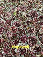Hopewell live hardy for sale  Portsmouth