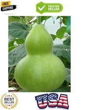 Giant bottle gourd for sale  San Pedro