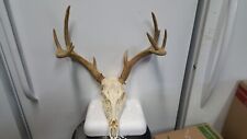 5x5 whitetail deer for sale  Florence