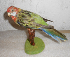 Ancienne taxidermie oiseau d'occasion  France