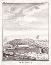 Pangolin pholidota schuppentie gebraucht kaufen Pangolin pholidota schuppentie gebraucht kaufen  Seubersdorf