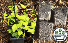 Essential homebrew hop for sale  MALPAS