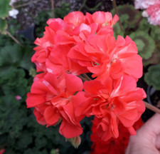 Pelargonie jungpflanze eras gebraucht kaufen  Forbach