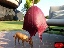 Stapelia leendertziae plant for sale  Freeport