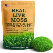 Live moss terrariums for sale  Alpharetta