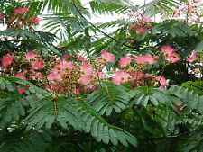 Seidenbaum albizia julibrissin gebraucht kaufen  Tauberbischofsheim