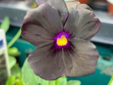 Viola molly sanderson for sale  SCUNTHORPE
