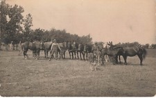several horses for sale several horses for sale Maple Grove