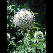 Echinops sphaerocephalus arcti gebraucht kaufen  Deutschland