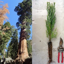 Giant sequoia live for sale  Medford