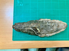 dinosaur skull for sale dinosaur skull for sale HASTINGS