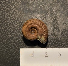 Ammonite hildoceras bifrons usato Ammonite hildoceras bifrons usato  Segrate