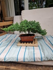 Juniper bonsai tree for sale  KINGSTON UPON THAMES