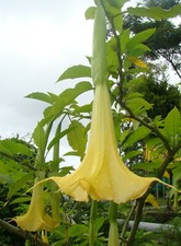 Brugmansia suaveolens yellow for sale  Venice