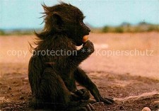 Affen baby baboon gebraucht kaufen  Deutschland