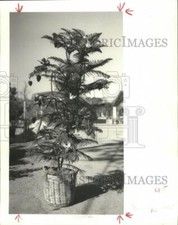 1985 press photo for sale  Memphis