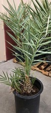 Medjool year old for sale  Las Vegas