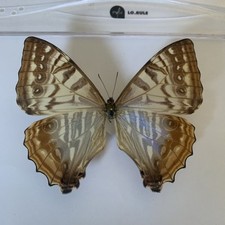 Morpho sulkowskyi selenaris gebraucht kaufen  Marienmünster