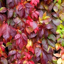 Parthenocissus engelmannii vir for sale  UK
