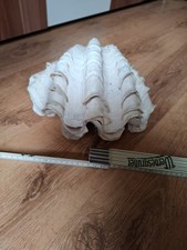 Riesenmuschel tridacna gigas gebraucht kaufen Riesenmuschel tridacna gigas gebraucht kaufen  Sontra