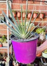 Aloe plicatilis fan for sale  Covina