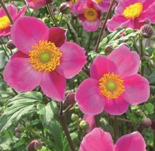 Japanese anemone hupehensis for sale  UK