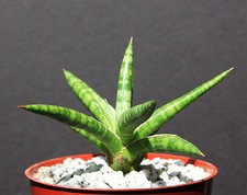 Sansevieria ballyi exotic for sale  Miami