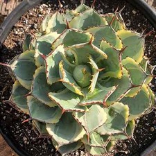 Agave potatorum kichiokan for sale  Fresno