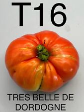 Graine seed tomate d'occasion  La Pacaudière