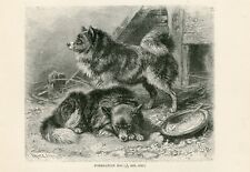 Pomeranian dogs antique for sale  COLEFORD