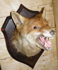 Antique taxidermy hunting for sale  PONTYCLUN