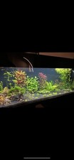 Aquatics 6ft fish for sale  BRISTOL